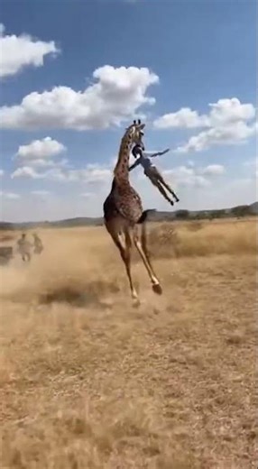 Frantic Running and Screaming as Giraffe Steals a Woman