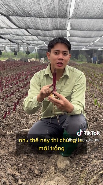 Những lưu ý khi trồng hoa Ly #hieuhoatuoitaytuu #hoalytaytuu #lykepanouska #lykepsamantha #cuhoalytrongtet