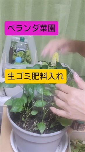 地球環境の為🌎️生ゴミを減らす為🌎️生ゴミでベランダ菜園🌱 #家庭菜園 #ベランダ菜園 #生ゴミ #コンポスト