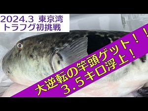 東京湾トラフグ！初挑戦ボウズからの逆転竿頭への道！