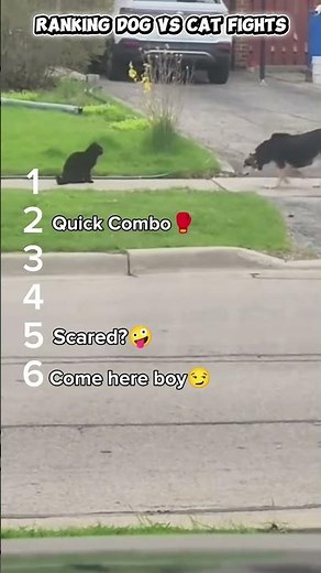 Cats vs Dogs: The Ultimate Playful Battle Tier List #animalbehavior #catlogic #catbehavior