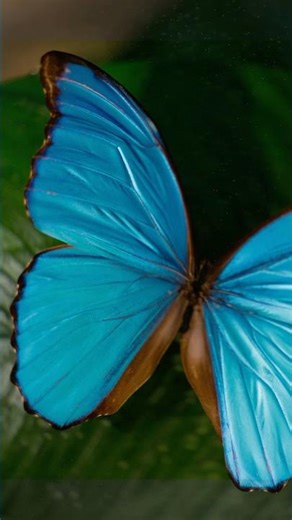 Macro butterfly animation - full tutorial on my channel! #blender3d #liquigen #embergen #animation