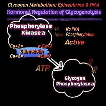 Glycogen Metabolism: Epinephrine & PKA @Metabolism Made Easy