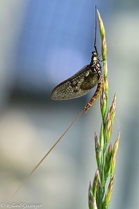 Les Ephémères - ANAB Association Nature Alsace Bossue