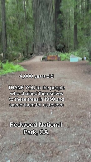 Save the Redwoods: 4,000-Year-Old Trees in Redwood National Park