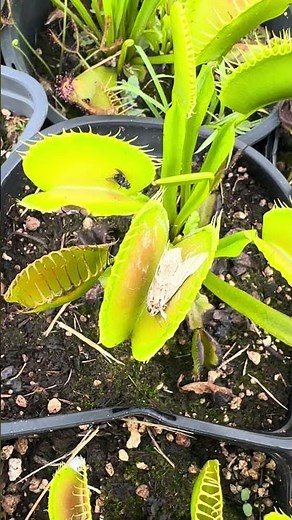 This moth is bone dry from this Venus flytrap!