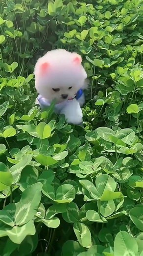 A touch of green amidst a sea of ​​flowers Teacup dog, Pomeranian, Shunsuke