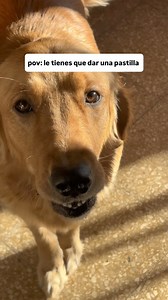 209K views · 1K reactions | La perrita: me acordé que estaba con la dieta (Gracias @francaprieto & @emma_ggolden por el vídeo) #perritos | Cabronazi | Facebook