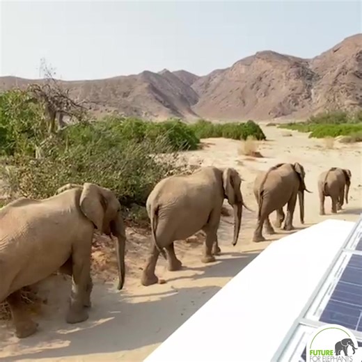 3.1K views · 468 reactions | Walking quietly in a Line 李 The critically endangered desert elephants in the Northwest of Namibia‼️ #futureforelephants #desertelephants #wüstenelefanten #criticallyendangered #conservation #Artenschutz #protectelephants #worthmorealive | Future for Elephants e.V. | Facebook