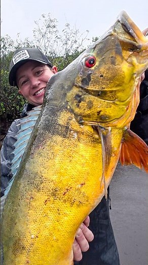 GIANT Peacock Bass Deep in the Amazon #fishing #peacockbass