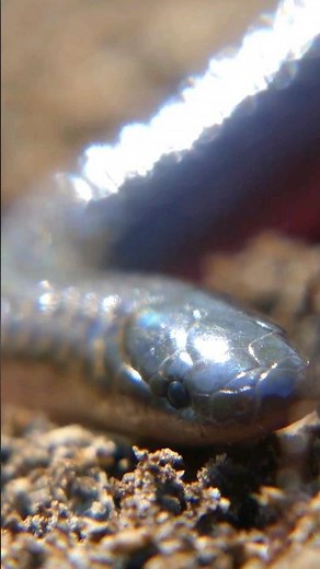 The Worm Snake: The Cutest Smol Snek? #snake #animal #wildlife