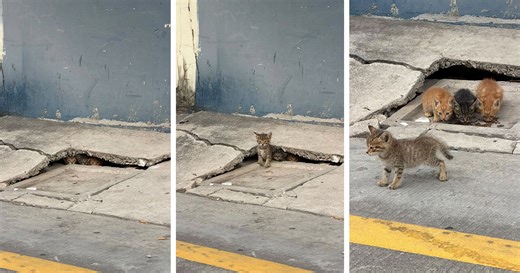 65 Hilarious Photos And Memes From This Page That Prove Life Is Better With Cats