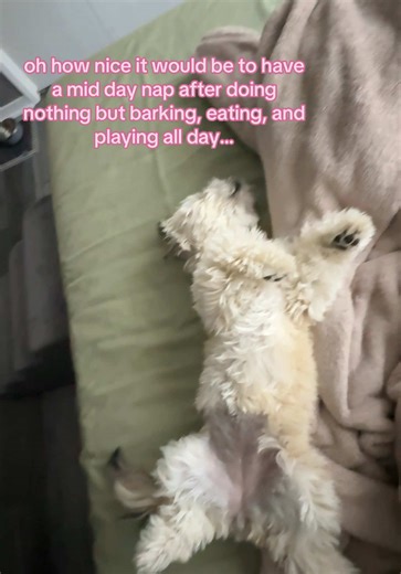 Life of a Lhasa Apso Puppy: Play, Bark, and Nap