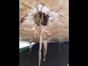 Diagnosis and Biocontrol of Root Rot in Leafy Greens in Hydroponic Systems