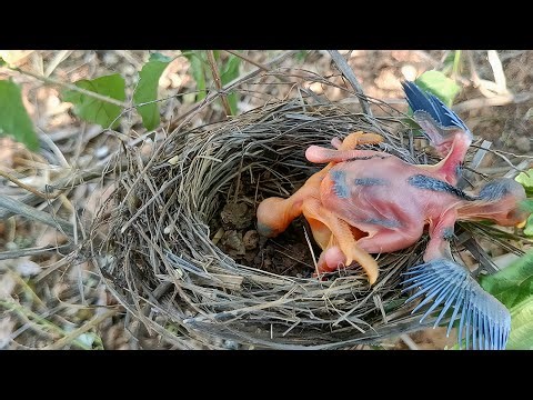 Cuckoo baby is throwing all the baby's out of the nest to remain alone in the nest.