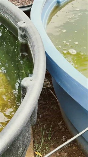 625 gallons Green water is trying to clear up, 325 gallons still crystal clear