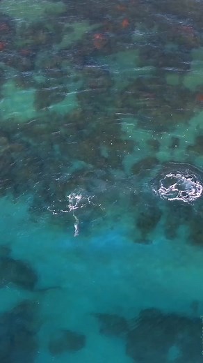 2.4M views · 25K reactions | Hammerhead shark | Jihad Dnadni | Facebook