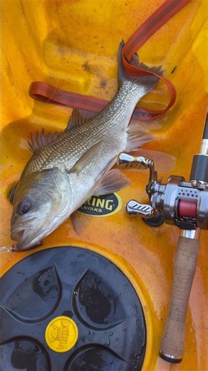 BIG OLD AUSSIE BASS! #fishing #freshwaterfish #bassfishing #bass #fish