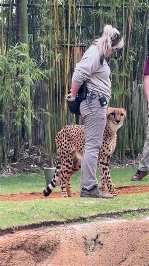 19M views · 781K reactions | Oh wow, hand feeding this very beautiful Cheetah. #amazing #lovethislook #cheetah #buschgardens | Travisandcousins | Facebook