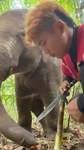 The baby like to eat Bamboo shoots🐘🥰🥰Bank Mahout | Bank Mahout