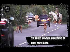 Six foxes hunted and Warwickshire Hunt havoc on main road