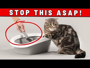 These 13 Common Litter Box Mistakes Are Seriously HURTING YOUR CAT