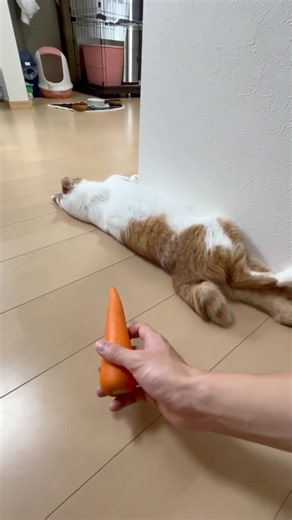 びっくりおーちゃん#おーちゃん #猫#cat
