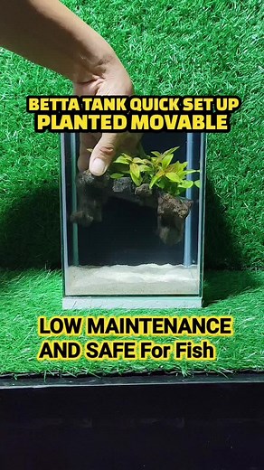 Quick and Easy Betta Tank Setup Guide