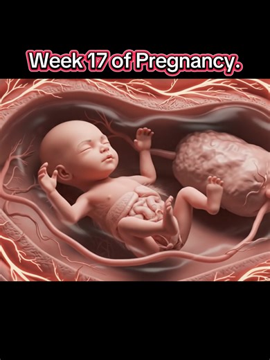 Inside the womb, the fetus becomes more active and responsive. The skeleton continues hardening, muscles strengthen, and early body fat begins forming under the skin. #pregnancy #medicalstudent #womenhealth #fyp #viral