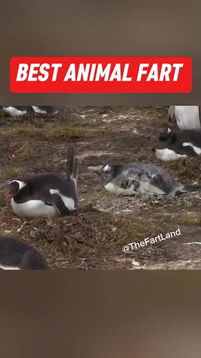 227K views · 2.1K reactions | Best animals fart ! #fart #farting #fyp #reels #Top10 #farting #animals #pets #compilation #viral | Thefart machine | Facebook