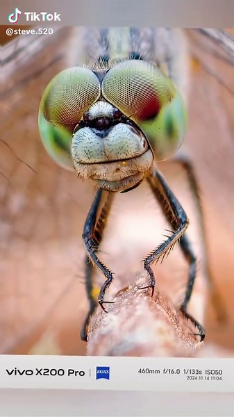 Unbelievable Close-Ups with vivo X200 Pro Camera