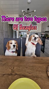 251K views · 9.9K reactions | I Think My Beagle is Broken | Charlie the beagle and Laura Olivia | Facebook