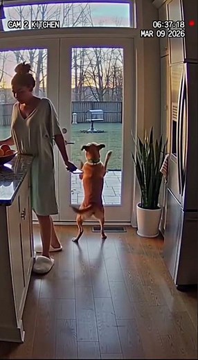 Why Was My Dog Barking at the Door? The Reason Shocked Me! 🐶🐭