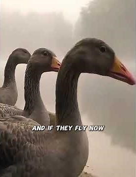 Have you ever seen geese migrate? #wildlife #mammals #animals