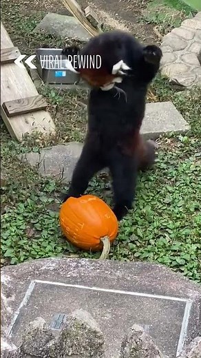 Red Panda Attempts To Break Pumpkin | From the VAULT