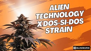 ALIEN TECHNOLOGY X DO-SI-DOS STRAIN