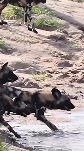 Wild dogs eating Deer alive | Amazing
