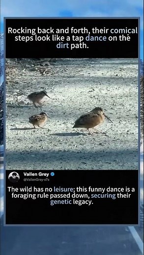 The Rhythmic Steps of the American Woodcock Family#animalbehavior #ornithology #woodcockdance