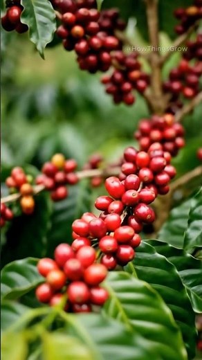 How Coffee Actually Grows ☕