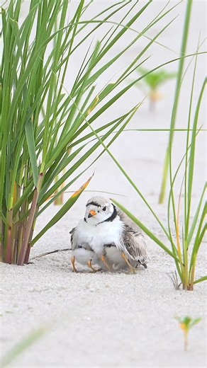 293K views · 10K reactions | Le " Pluvier siffleur "se reprduit sur les plages ou les zones de sable de la côte Atlantique, les rives des Grands Lacs et le centre-ouest du Canada et des États-Unis. En règle générale, il cherche sa nourriture dans la zone de marée haute et au bord de l'eau. Il mange principalement des insectes, des vers marins et des crustacés. #extraordinairenature | Extraordinaire Nature | Facebook