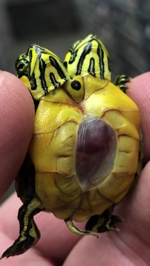 2.6M views · 10K reactions | Two headed turtle with a transparent area to see heart beating 變 #animals #wildlife #nature #reptile #turtle #twoheaded #reels #viral | Brian Barczyk | Facebook