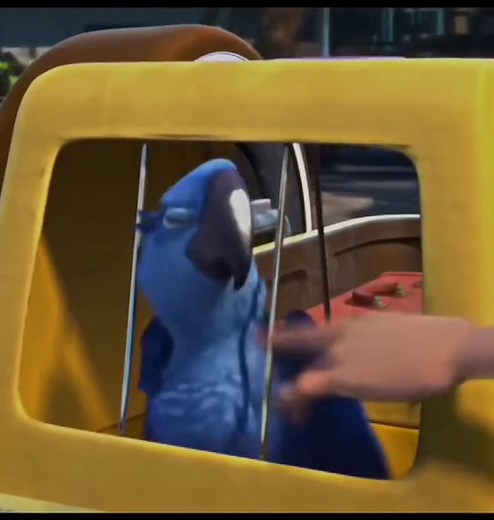 Rhythmic Rio: A Celebration of Brazil Through Song and Blue Birds