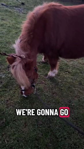 Day 12! #advent #christmas #shetlandpony