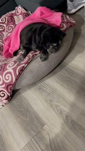 Sleeping Like a Big Fat Baby Part 2 🥰 😂