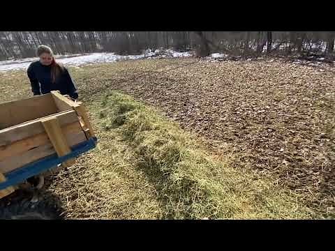 Feeding deer Alfalfa. Does it work?