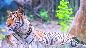 Time Lapse Tiger Stock Footage Video (100% Royalty-free) 29341978 | Shutterstock