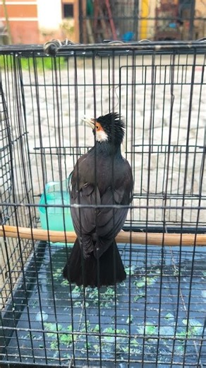 burung jalak suren jantan #burung #dunfallowlovebird #kicaumania #burungkicaudialamliar #jalak #fyp