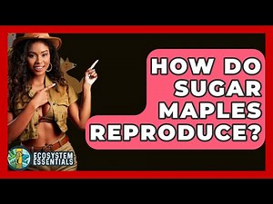 How Do Sugar Maples Reproduce? - Ecosystem Essentials