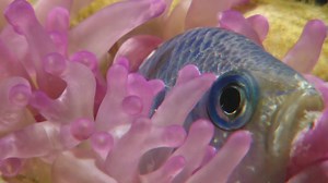 The hermit crab augments its armored shell with a venomous sea anemone that acts as a bodyguard. #UltimateAnimalCountdown | National Geographic Animals