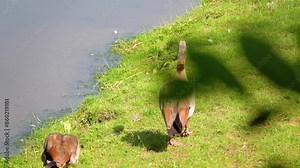 Egyptian goose (Alopochen aegyptiaca) is a member of the duck, goose, and swan family Anatidae. It is native to Africa south of the Sahara and the Nile Valley.
